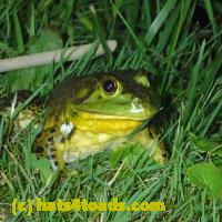 /home//u458753944/public_html/sourcegallery///Frogs/More bullfrogs/P7010197.JPG